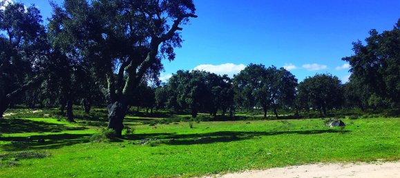 Grundstück in Palmela, Portugal, Nr. 309250 18