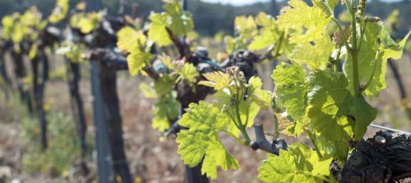 Grundstück in Garriguella, Spain 564m², Nr. 73574 9