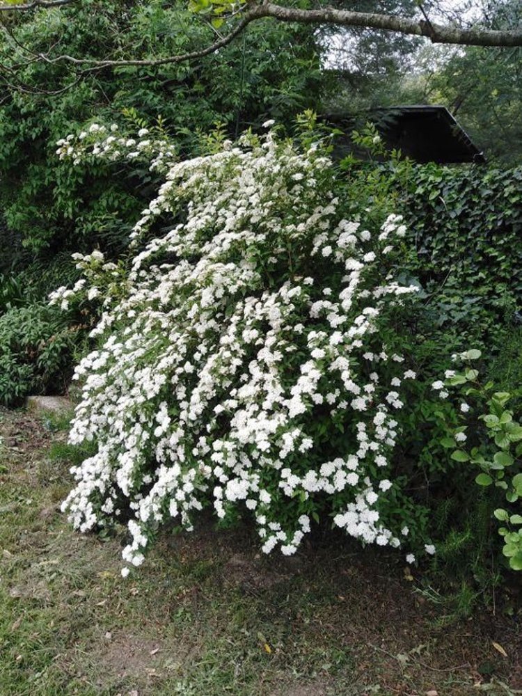 8-Zimmer Haus in Buti, Italy, Nr. 15597