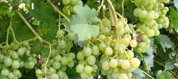 5غرفة منزل في Himmelberg, Austria رقم 190650 6