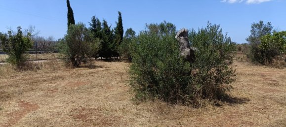 18000m² Land in Ugento, Italy No. 277095 12