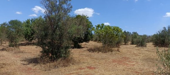18000m² Land in Ugento, Italy No. 277095 11