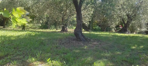 Terrain à Terre Roveresche, Italy No. 253907 5