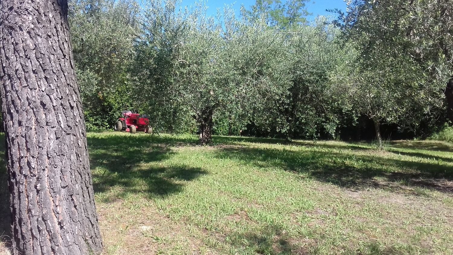 Terrain à Terre Roveresche, Italy No. 253907