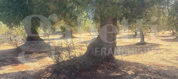 Terrain à Ostuni, Italy 6500m² No. 344767 8