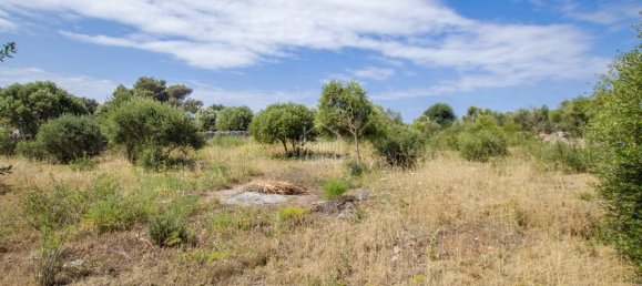 3 غرف نوم مزرعة في Mahon, Spain رقم 5033 7