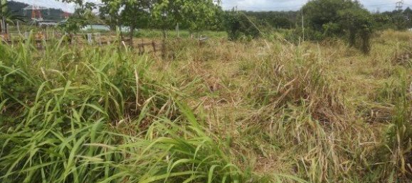 41507m² Commercial property in Mai Khao, Thailand No. 12486 5