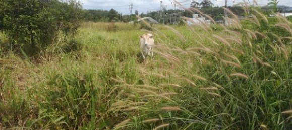 41507m² Commercial property in Mai Khao, Thailand No. 12486 6