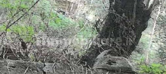 5 rooms House in Noli, Italy No. 292358 7