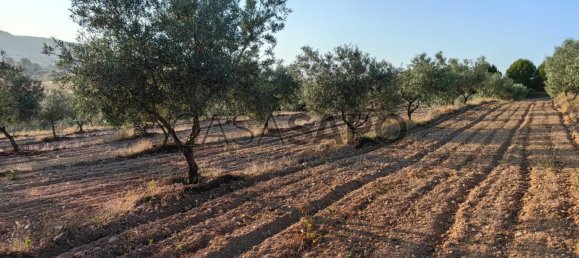 6950m² Land in Passos, Portugal No. 190466 3