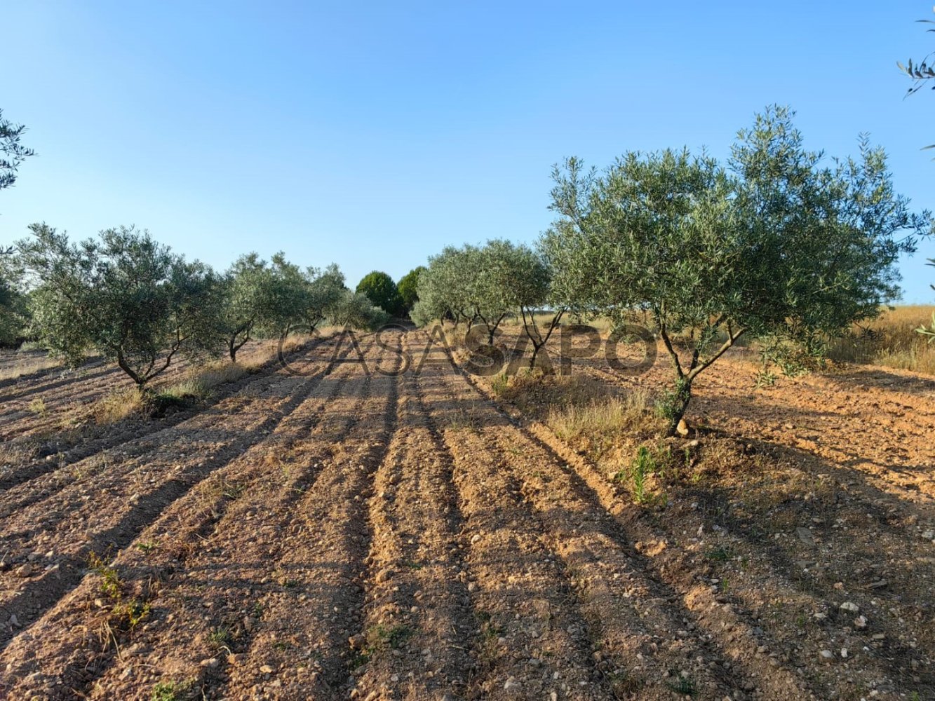 6950m² Land in Passos, Portugal No. 190466
