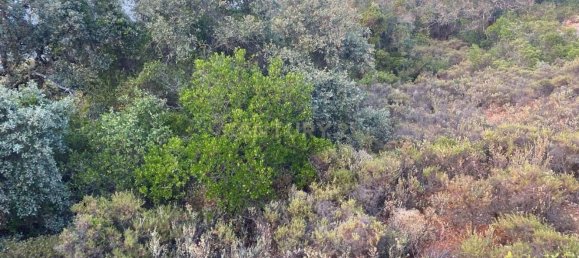 4800m² Land in Loule, Portugal No. 71849 4