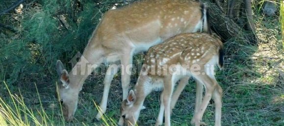 1 bedroom Apartment in Comacchio, Italy No. 348831 19