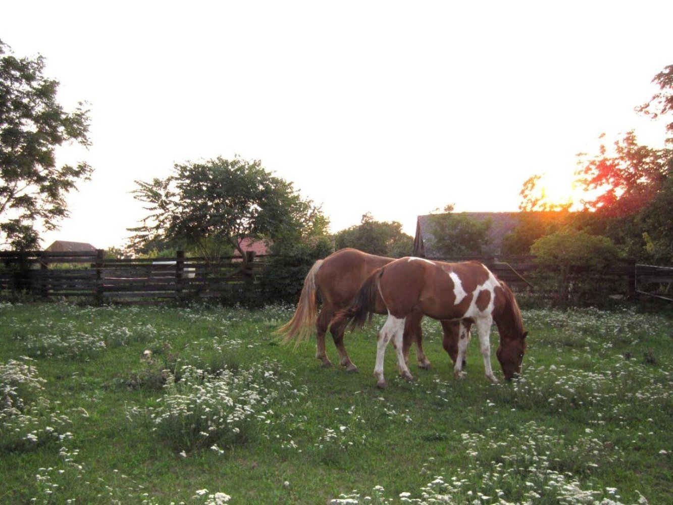 9غرفة قلاع في Zistersdorf, Austria رقم 100042