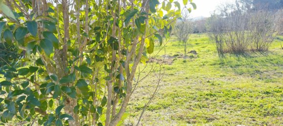 455m² Land in Saint-Alexandre, France No. 98748 4