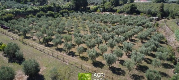 19790m² Land in Sermoneta, Italy No. 286723 8