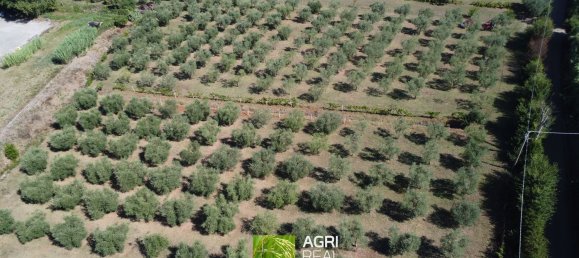 19790m² Land in Sermoneta, Italy No. 286723 7