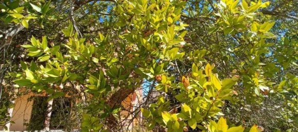 Villa de 11 dormitorios en Gagliano del Capo, Italy No. 358635 38