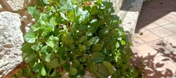 Villa de 11 dormitorios en Gagliano del Capo, Italy No. 358635 5