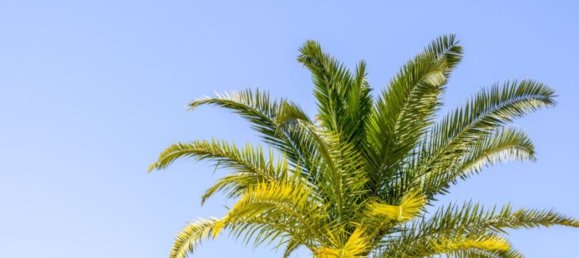 3 Schlafzimmer Haus in Alicante, Spain, Nr. 154552 7