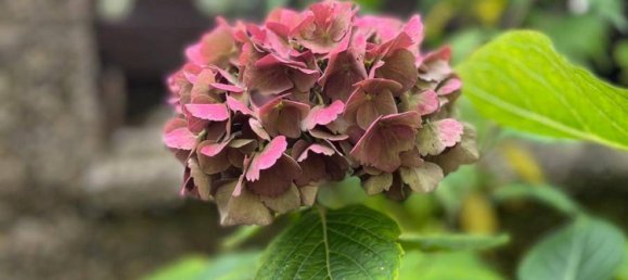 1 bedroom Townhouse in Hirtenberg, Austria No. 103752 15