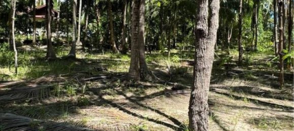  Commercial property in Surat Thani, Thailand No. 23881 4