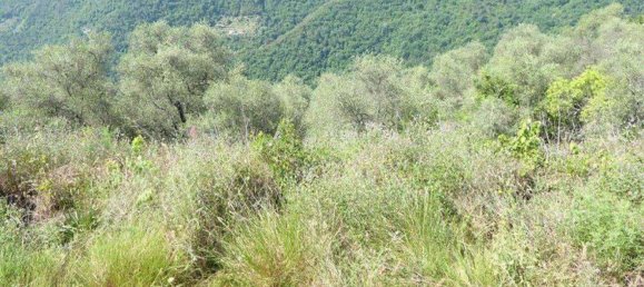 518m² Land in Badalucco, Italy No. 90382 36