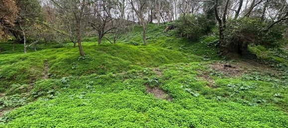 Villa de 15 habitaciónes en Villafranca Tirrena, Italy No. 137577 4