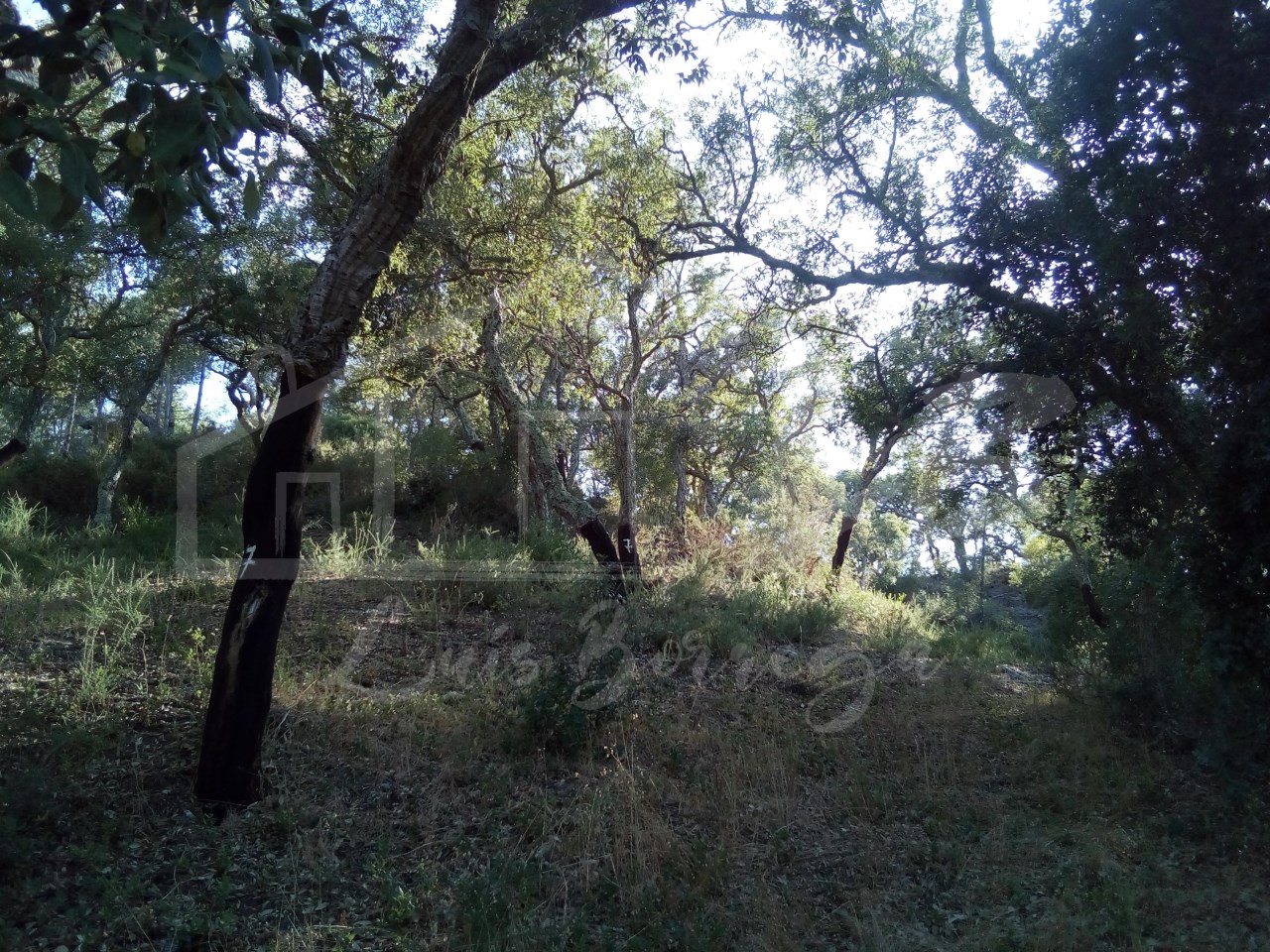  قطعة أرض في Grandola, Portugal 20000متر مربع رقم 272283