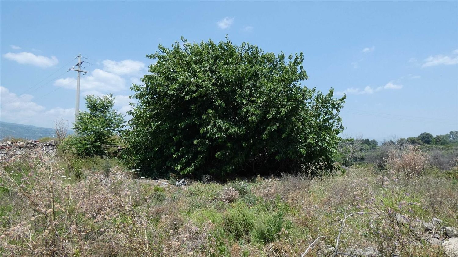 25000m² Land in Mascali, Italy No. 268850