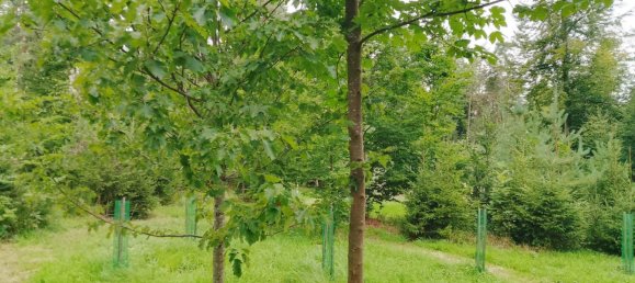 Земельный участок в Forchheim, Германия № 272929 6