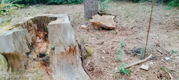 Земельный участок в Forchheim, Германия № 272929 11