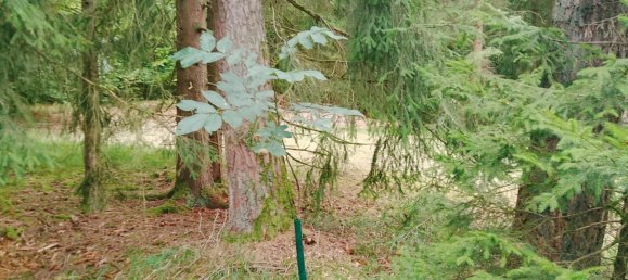 Земельный участок в Forchheim, Германия № 272929 13