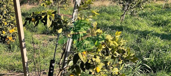 Terreno em Foggia, Italy 5000 m² N.º 99909 11