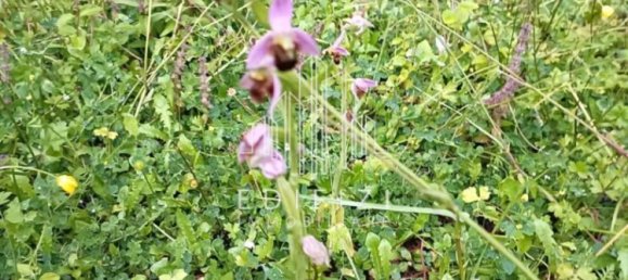 3 bedrooms Villa in Massa, Italy No. 49404 33