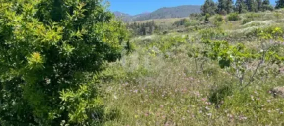  قطعة أرض في Adeje, Spain 11000متر مربع رقم 172541 5