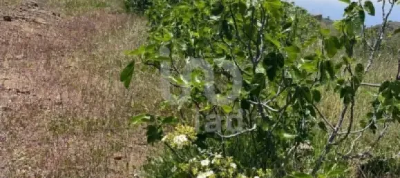  قطعة أرض في Adeje, Spain 11000متر مربع رقم 172541 7