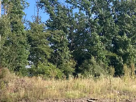 Земельный участок в Хохзауэрланд, Германия № 66076