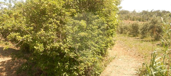 3 Schlafzimmer Haus in Abrantes, Portugal, Nr. 26329 11