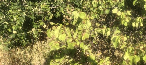 5 rooms House in Modica, Italy No. 159528 15