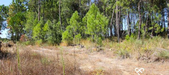 Terrain à Nelas, Portugal No. 68528 6