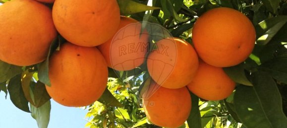 9 bedrooms House in Coruche, Portugal No. 75902 16