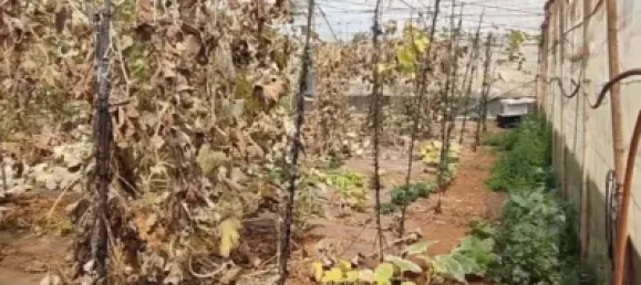 Земельный участок 4887м² в Гранадилья-де-Абона, Испания № 169538 9