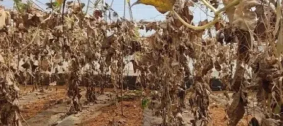 Земельный участок 4887м² в Гранадилья-де-Абона, Испания № 169538 13