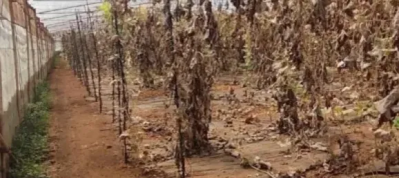 Земельный участок 4887м² в Гранадилья-де-Абона, Испания № 169538 10