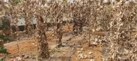 Земельный участок 4887м² в Гранадилья-де-Абона, Испания № 169538 17