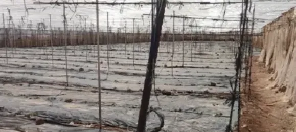 Земельный участок 4887м² в Гранадилья-де-Абона, Испания № 169538 31