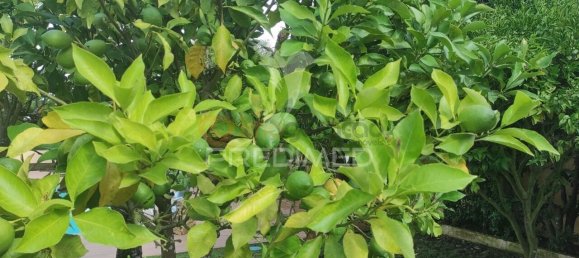 Земельный участок с 3 спальнями в Синтра, Португалия № 114164 24