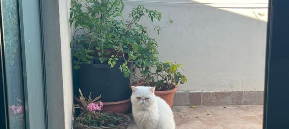 4-salle Penthouse à Alghero, Italy No. 7300 3