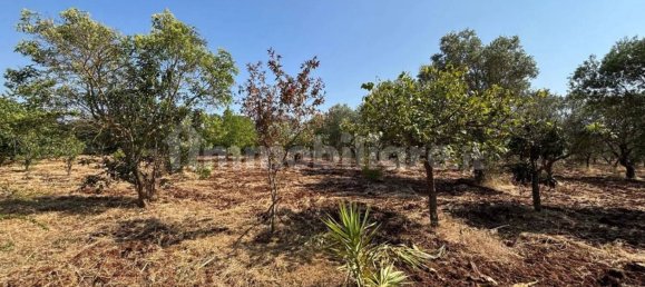 3 bedrooms Villa in Ostuni, Italy No. 340559 7